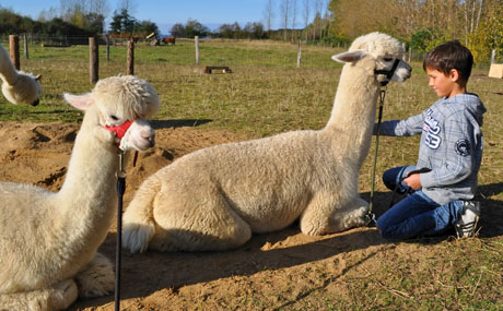 tl_files/Therapie auf vier Beinen/01_images/02_die_therapie/02_die_therapie_warum_tiere_als_therapiehelfer_01.jpg